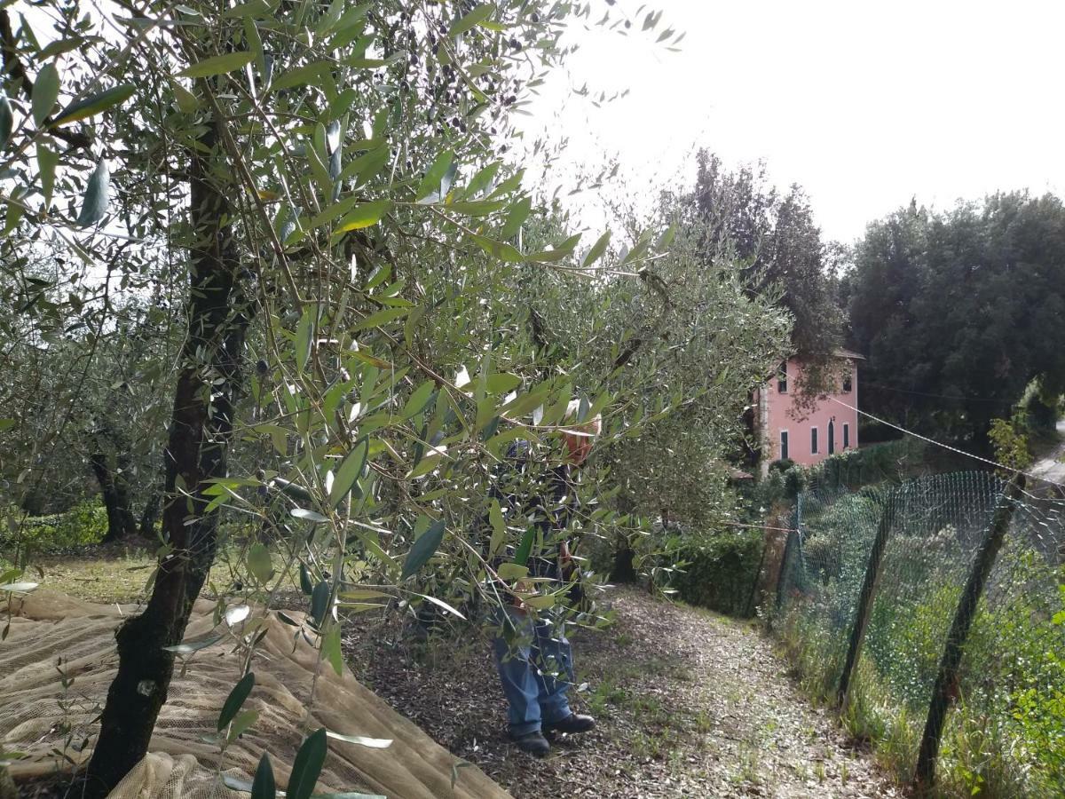 Podere Il Leccione ปาลายา ภายนอก รูปภาพ